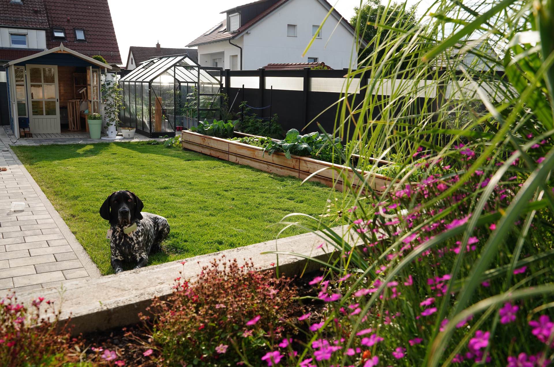 Hochbeet im Garten mit Hund auf Rasenfläche im Vordergrund Hochbeet im Vordergrund eines modernen Gartens, fotografiert von rechts mit Hund auf der Rasenfläche