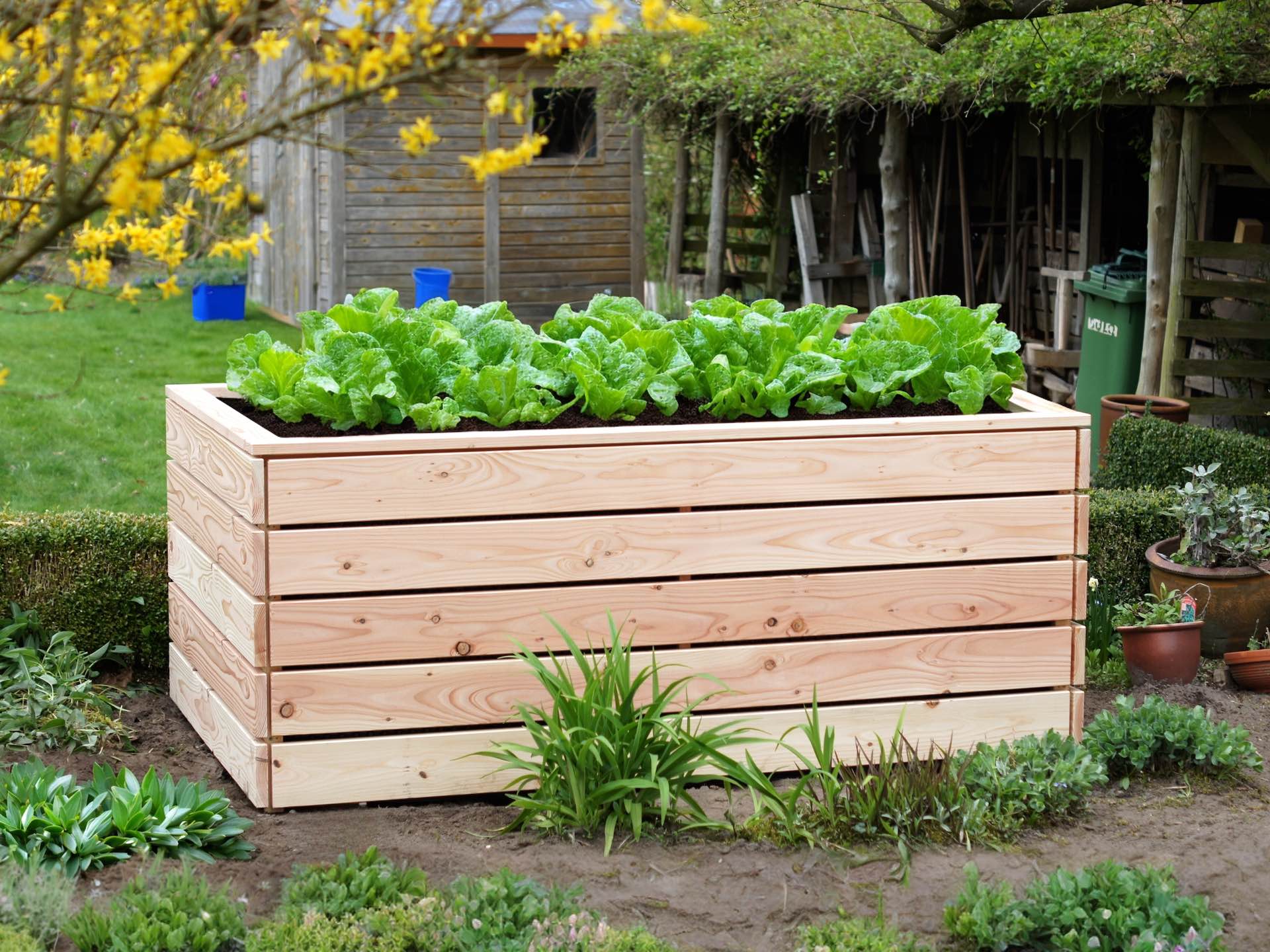 Hochbeet Classic 200 x 100 x 83 cm mit wachsendem Salat, Douglasie natur, im Garten, Ansicht von vorn links