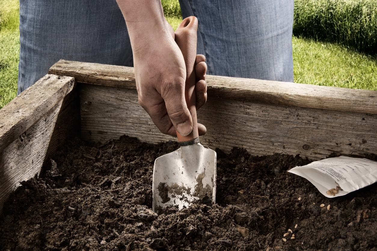 Vorbereitung eines Hochbeets für die Aussaat mit Gartenerde und Handschaufel.