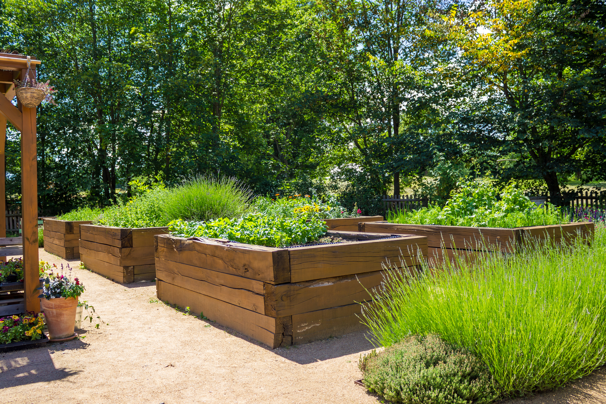 Hochbeete aus Holz mit Kräutern und Gemüse in einem sonnigen Gartenbereich mit Bäumen.
