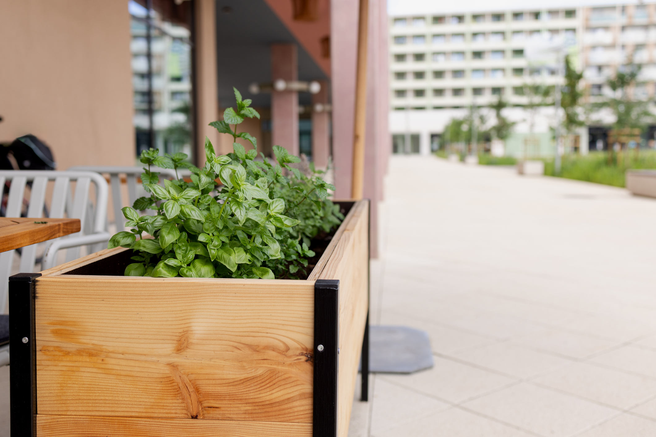 Holzpflanzkasten mit frischen Kräutern auf einer Außenterrasse vor modernem Gebäude.