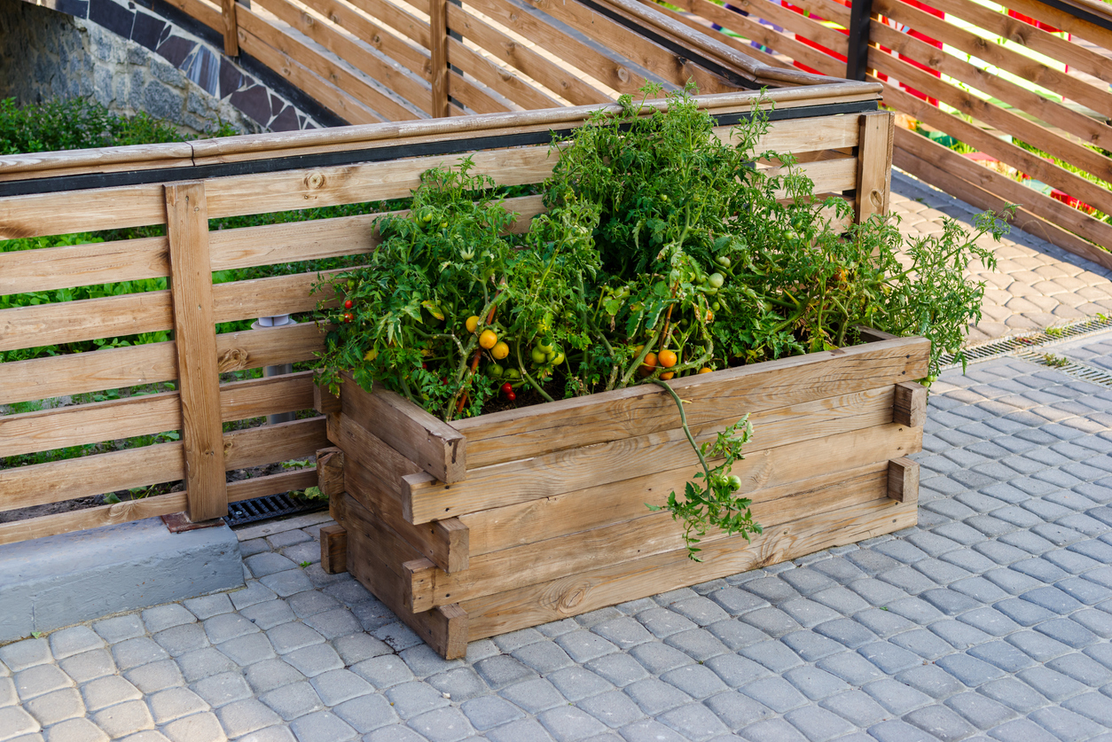 Holz-Hochbeet mit dicht gewachsenen Tomatenpflanzen auf gepflasterter Terrasse.