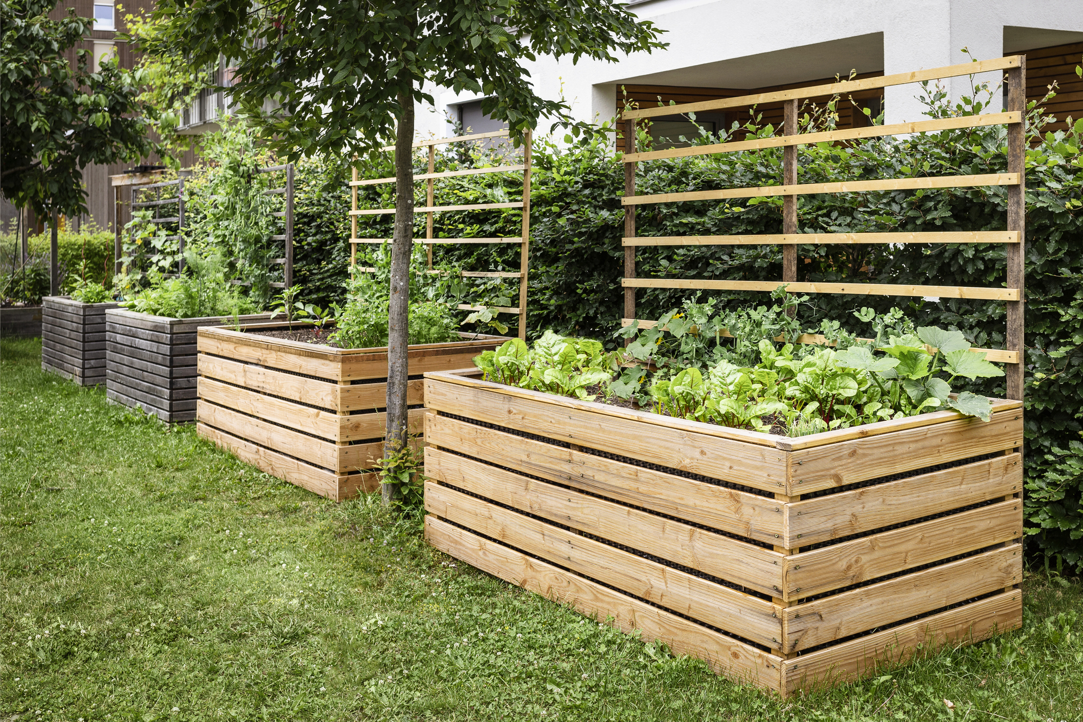 Mehrere Holz-Hochbeete mit Gemüsepflanzen in einem Garten neben Wohngebäude und Hecke.