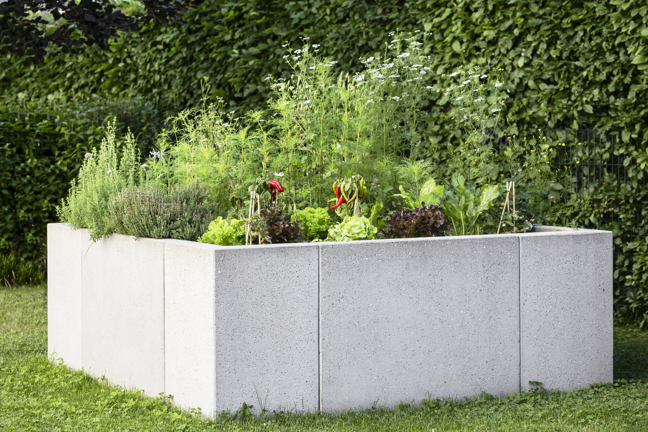 Quadratisches Hochbeet aus Beton mit dicht bepflanztem Gemüse und Kräutern im Garten.