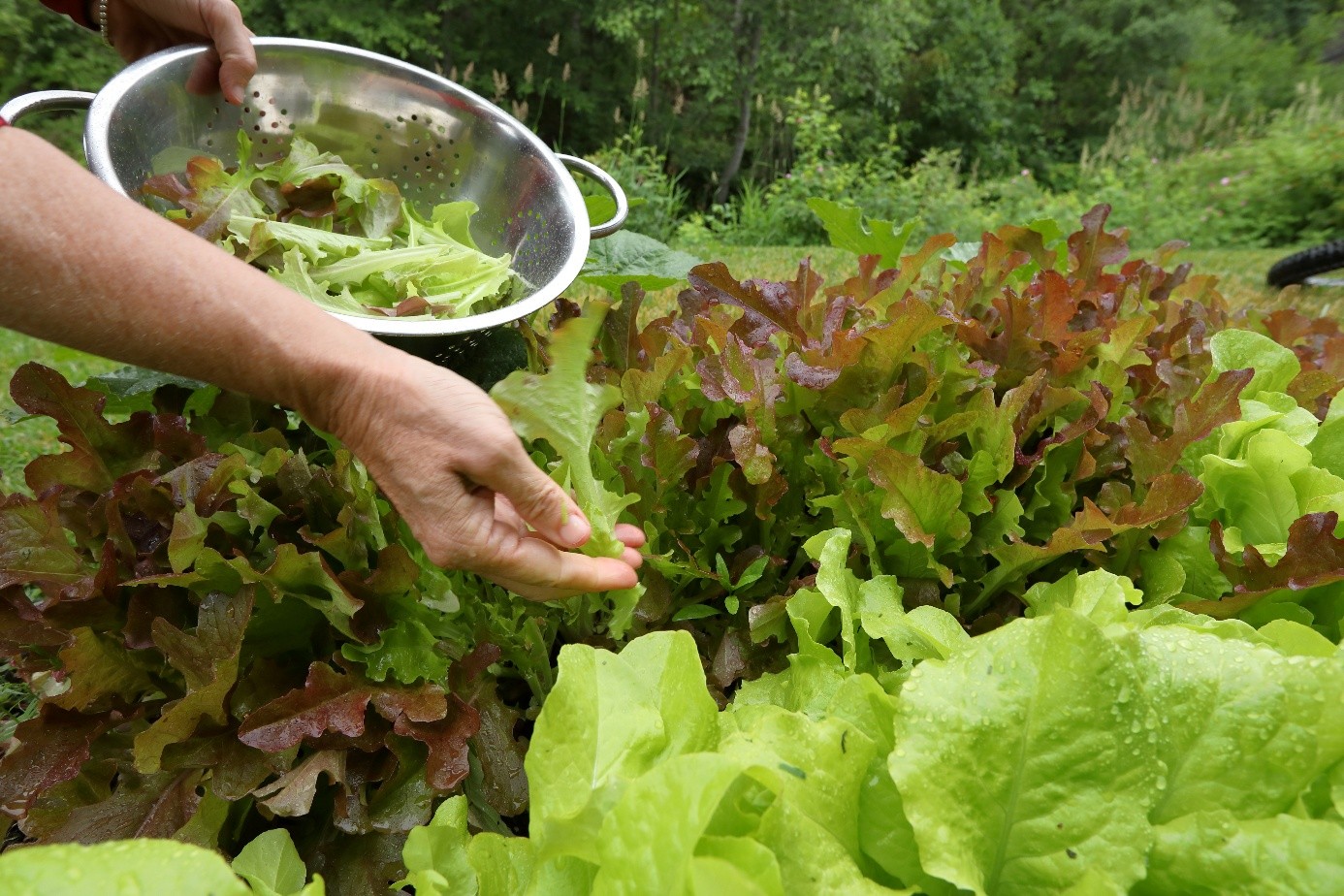 Pflücksalat im Hochbeet ernten: rote und grüne Blätter werden einzeln gepflückt.