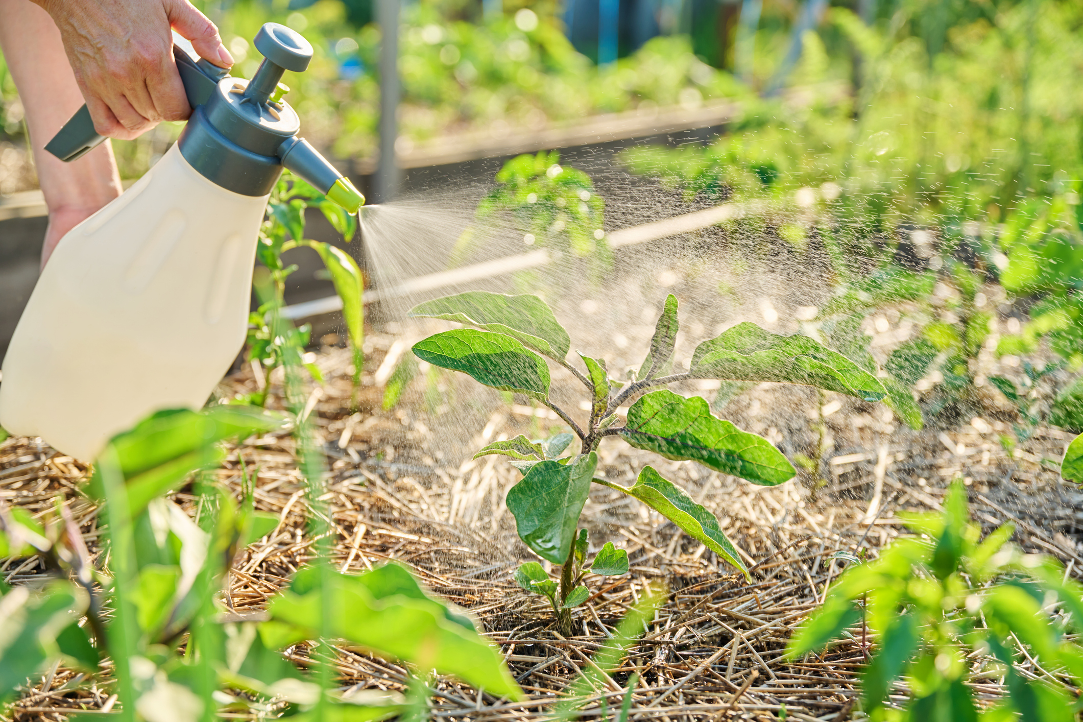 Engerlinge im Hochbeet: Ursachen & Tipps zur Bekämpfung
