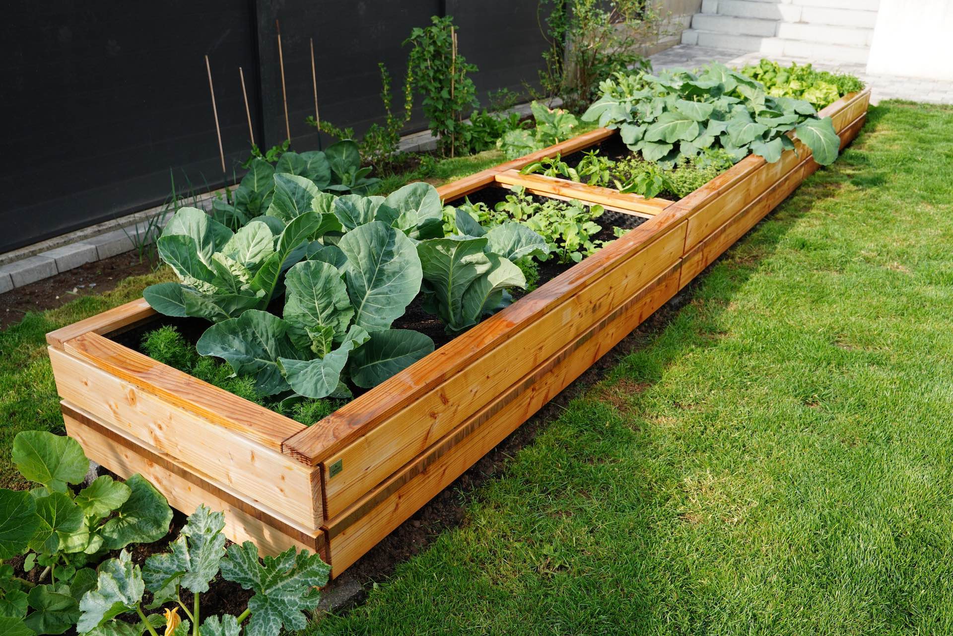 Langes, niedriges Hochbeet aus Douglasie steht im Garten, umgeben von Rasen. Im Hintergrund ein schwarzer Zaun, davor grüne Stauden, rechts Stufen und links Zucchini-Pflanzen.