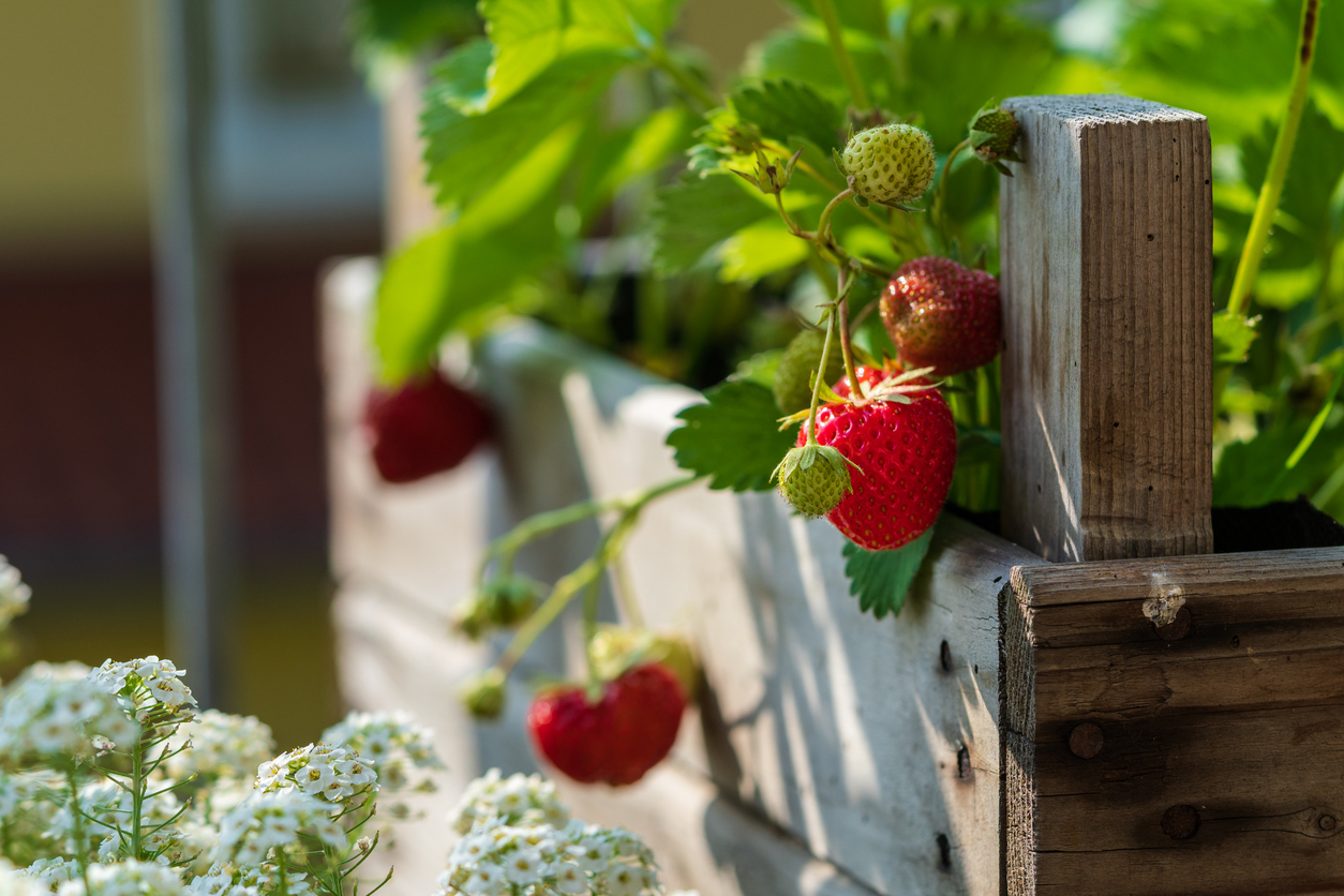 Reife Erdbeeren an einer Pflanze in einem Holz-Hochbeet bei Sonnenlicht.