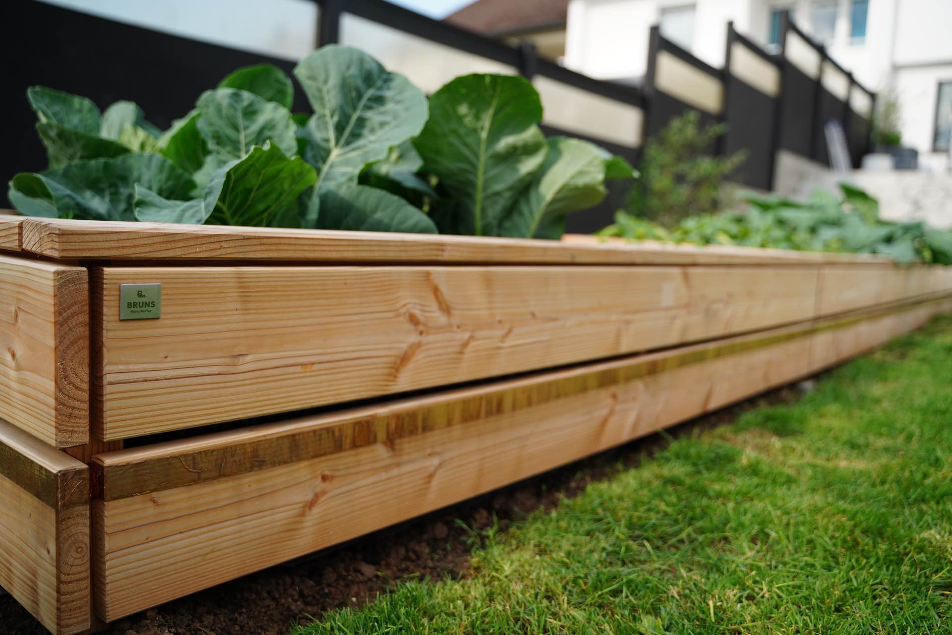 Detailaufnahme der linken vorderen Ecke eines bepflanzten Hochbeets aus Douglasie Natur mit Salaten und Kräutern